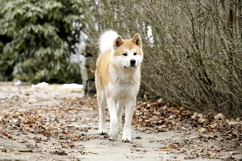 Hachiko: Η ιστορία ενός σκύλου