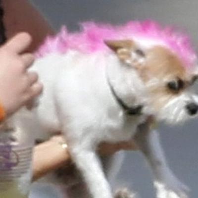 Ποια «τρελή» πασίγνωστη ηθοποιός αποφάσισε να βάψει το μαλλί στην κόρη και το σκυλί της;