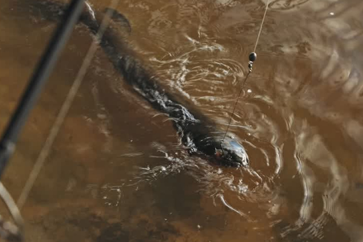 Τεράστιος Οξύρρυγχος