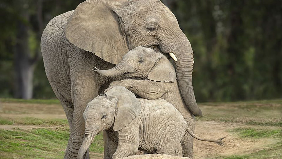 Η Μικάγια Βρίσκει την Προβοσκίδα της